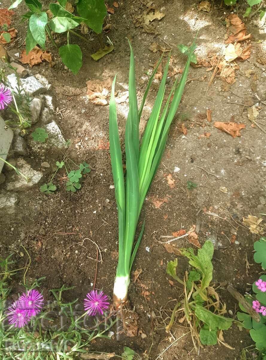 Аукцион Юка Глориоза (Yucca Gloriosa)