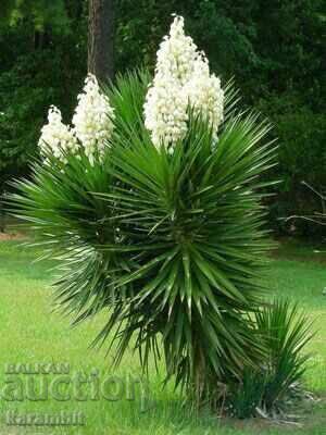 Доставка на Юка Глориоза (Yucca Gloriosa)