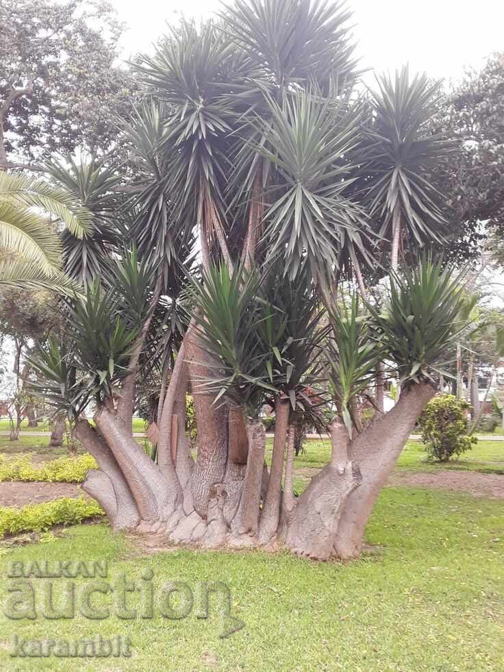 Юка Глориоза (Yucca Gloriosa) - 7