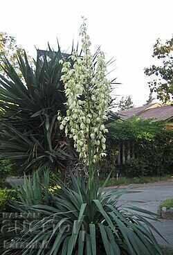Юка Глориоза (Yucca Gloriosa)