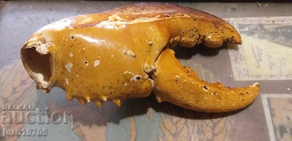 Claw from a giant lobster with price 1.00 €