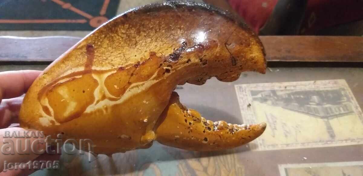Auction  Claw from a giant lobster