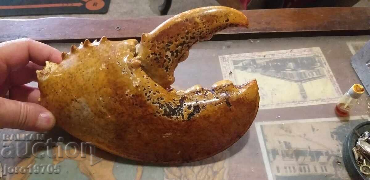 Delivery of Claw from a giant lobster